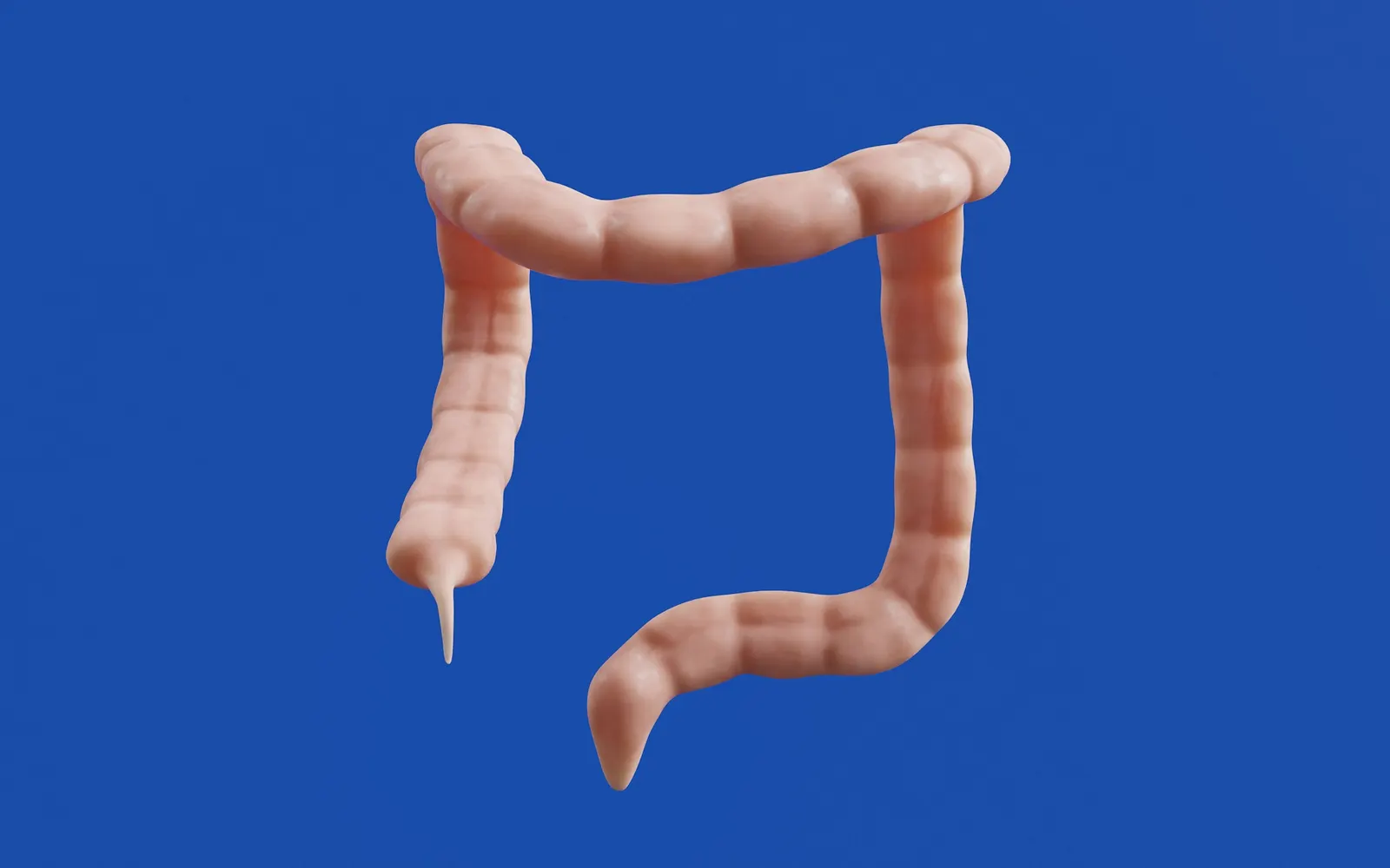 A three-dimensional model of the human large intestine on a plain blue background.
